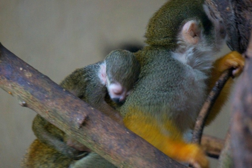 We wrocławskim zoo urodziła się mała małpka - sajmiri (ZDJĘCIA)