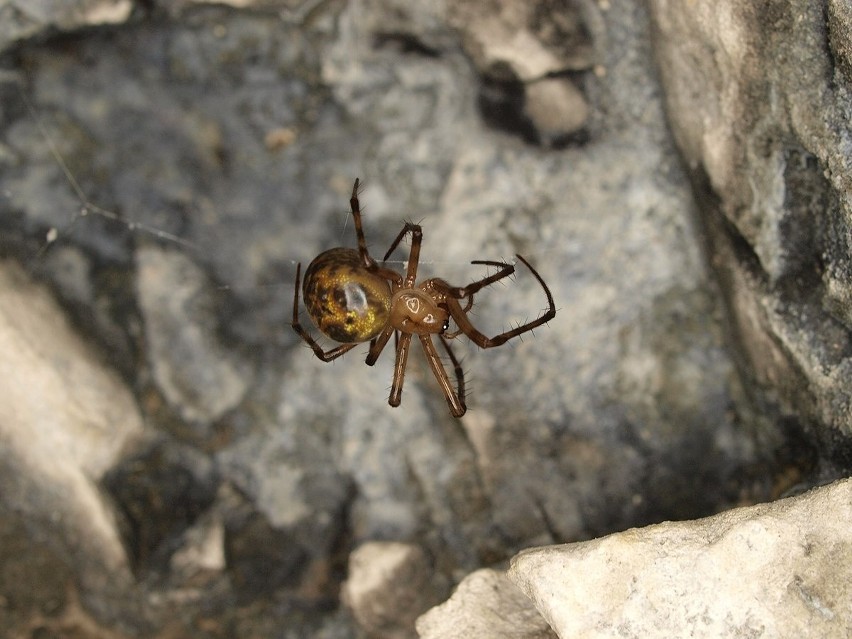 Sieciarz jaskiniowy to największy pająk w Polsce, który w...