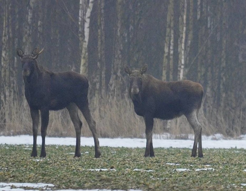 Coraz więcej łosi w regionie Żuław i Mierzei