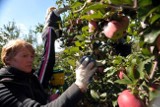 Polsko-ukraińska spółka buduje tłocznię soku jabłkowego