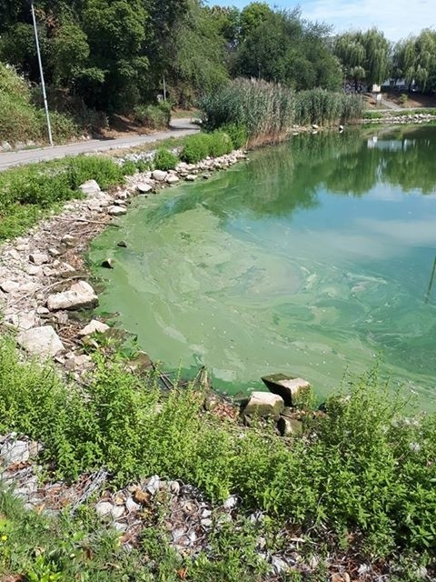 Mieszkańcy mówią, że woda w Balatonie wygląda nieciekawie....