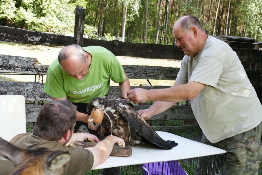 Samica orła bielika z Bełdowa została sponiewierana przez burzę. Uratowali ją weterynarze z Koła