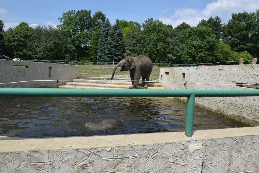 Tak sobie radzą z upałami słonie w śląskim ZOO