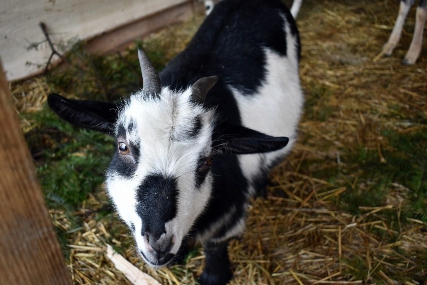 W mini zoo były kozy anglonubijskie, owce św. Jakuba, osioł...