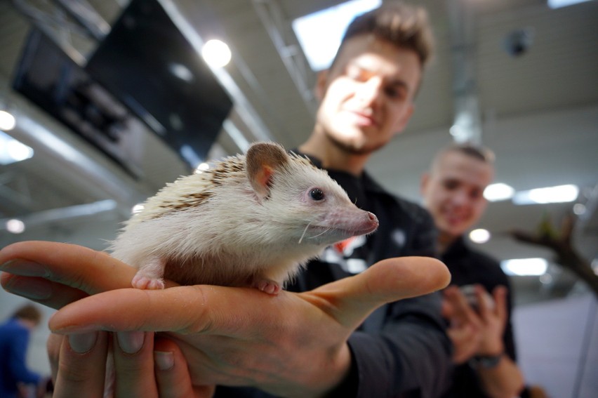 Wystawa i targi zoologiczne ZOOPARK w Lublinie. Zachwycające zwierzaki małe i duże. Zobacz zdjęcia