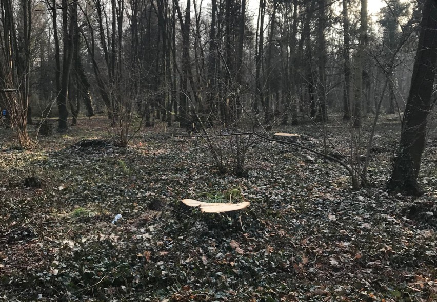 Wrocław: Z Parku Grabiszyńskiego wytną 500 drzew 