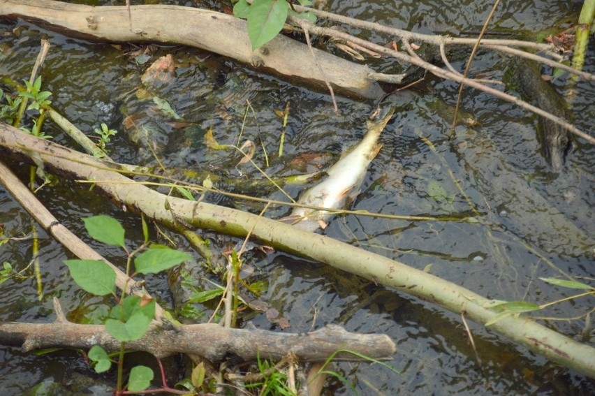 Maszkienice. Setki martwych ryb w potoku Niedźwiedź, czy ktoś zatruł wodę? - zobacz zdjęcia 