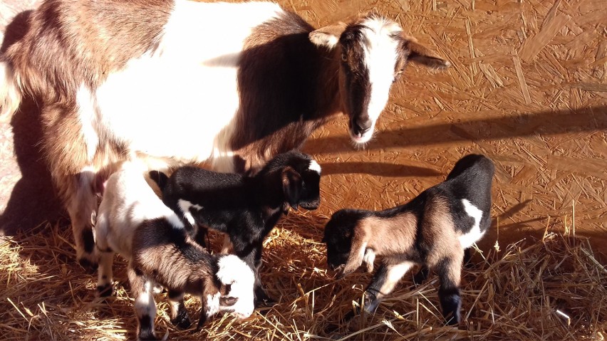 Zaczarnie. Niezwykłe narodziny w mini zoo. Na świat przyszły kozie trojaczki [ZDJĘCIA]