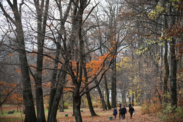 Las Wolski przyciąga krakowian swoimi jesiennymi barwami.