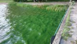 Zielona woda nad Zalewem Zemborzyckim. Dlaczego?