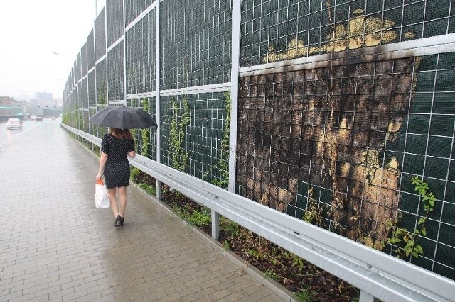 Kierowcy jadący ulicą 1 Maja do centrum Kielc zamiast estetycznych, porośniętych roślinnością ekranów zobaczą wołające o pomstę do nieba zgliszcza.