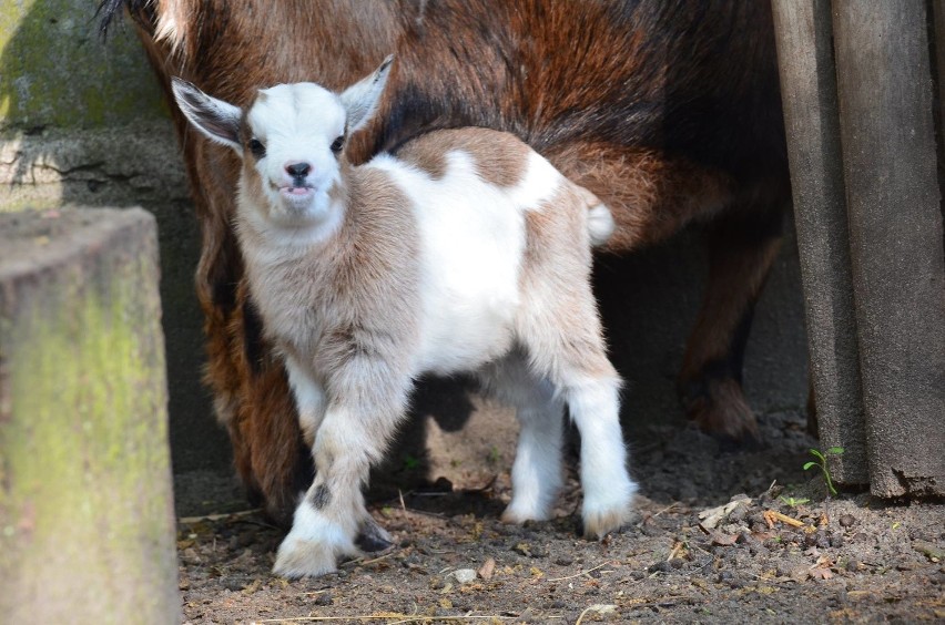 Z poznańskiego zoo skradziono koziołka!