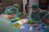 ZIELONA GÓRA: Mistrzostwa Polski w szyciu chirurgicznym studentów medycyny [ZDJĘCIA, WIDEO]