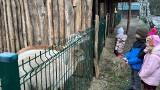 Zwierzęta z Zoo Leśne Zacisze w Lisowie w Wigilię przemówią ludzkim głosem! Zobaczcie wideo i zdjęcia z pięknej, żywej szopki