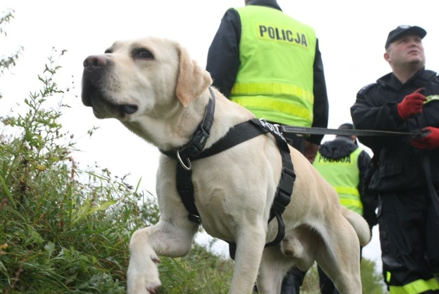 Policjanci przeszukują trasę, którą szła Iwona Wieczorek