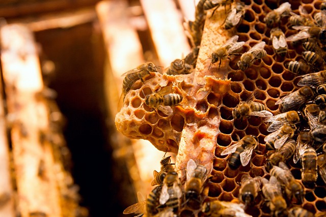 Pierzga powstaje m.in. z pyłku i jest podstawowym źródłem pożywienia pszczół. Okazuje się, że dla człowieka to równie wartościowy produkt.