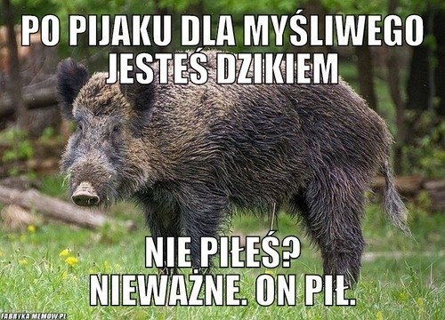 Zapowiadany masowy odstrzał dzików budzi olbrzymie...