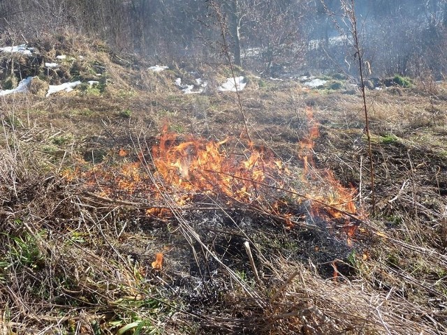Pożary traw powodują również spustoszenie wśród flory i fauny. Niszczone są miejsca lęgowe wielu gatunków gnieżdżących się na ziemi i w krzewach.  