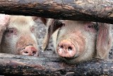 Ministerstwo rolnictwa w ramach walki z ASF chce wybudować w Bielsku Podlaskim ubojnię przerośniętych świń
