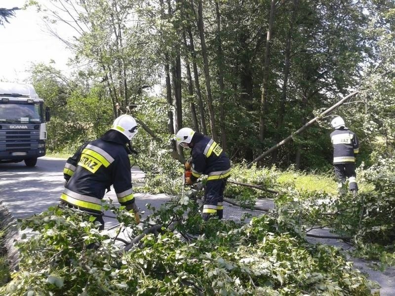 W Mucharzu strażacy usuwali, drzewa które silny wiatr...