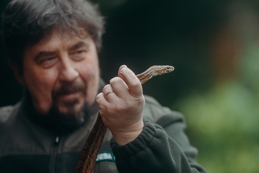 Wężem zajęło się Leśne Pogotowie - Jacek Wąsiński