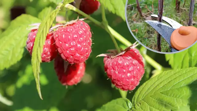 Cięcie malin jest jednym z warunków, by dobrze owocowały.