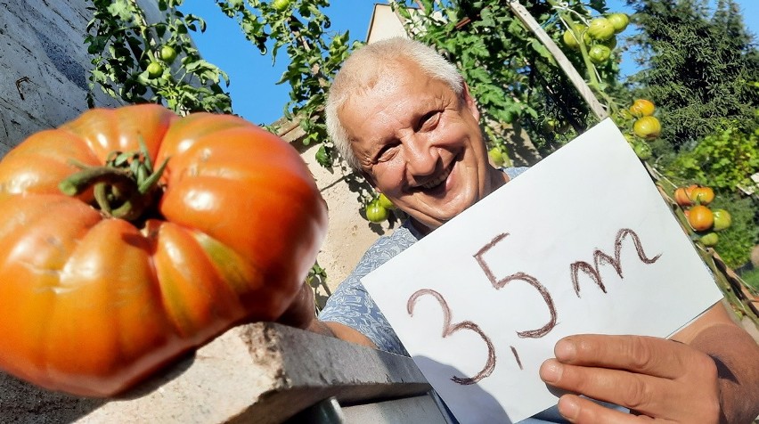 Pan Zbigniew z Zielonej Góry Raculi wyhodował pomidory,...