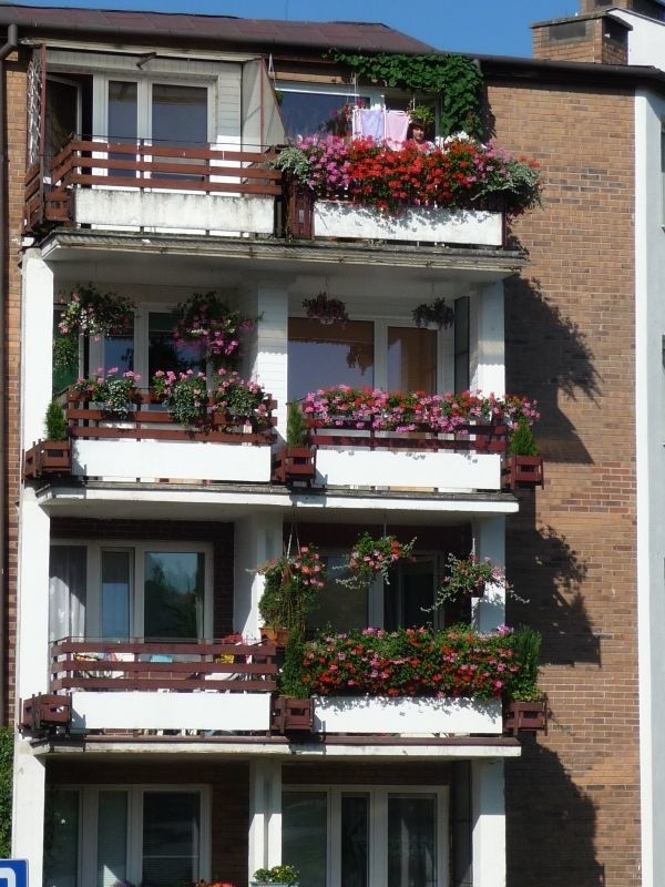W sierpniu i wrześniu, czyli miesiącach, kiedy &#8222;ubrane&#8221; w rośliny balkony na osiedlu Południe w Starachowicach prezentują się najokazalej, ogląda je komisja konkursowa.