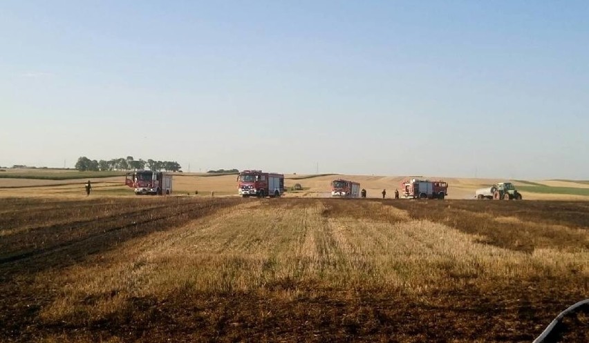 Strażacy z powiatu włoszczowskiego uratowali setki hektarów zboża