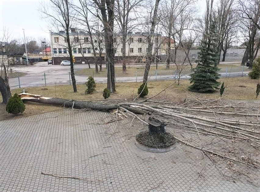 Wiatr przewrócił duże drzewo na parking jednej z...