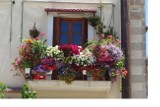 Kwiaty balkonowe i ogrodowe - KONKURS!        