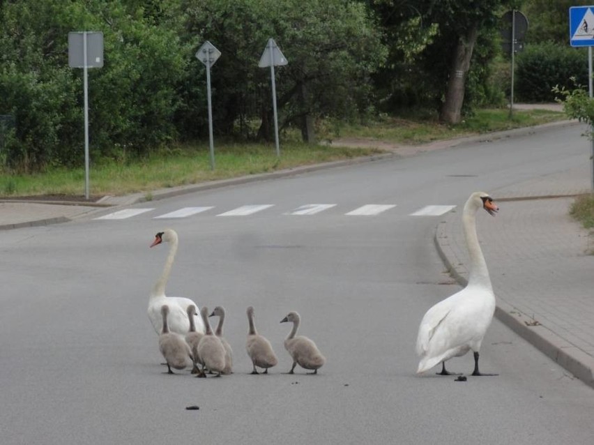 Rodzina łabędzi spacerowała po ulicy w Kartuzach
