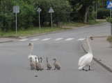 Łabędzia rodzina paradowała po ulicy w Kartuzach. Rodzice i szóstka młodych szły do jeziora Karczemne [wideo,zdjęcia]