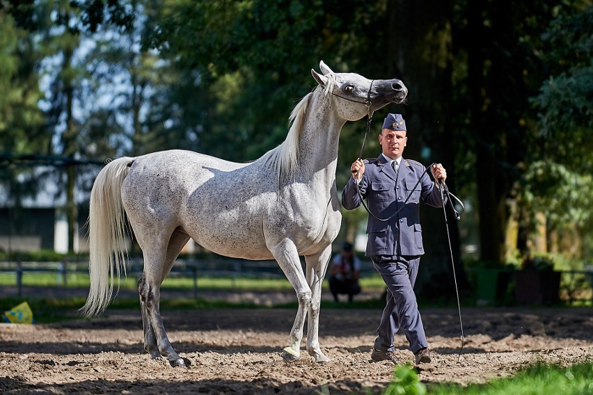 Pride of Poland 2018. Sprzedano zaledwie sześć koni. Za 501 tys. euro [DUŻO ZDJĘĆ]