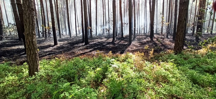 Pożar w lesie w powiecie skarżyskim. Dziesięć zastępów straży w akcji