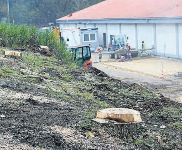 Robotnicza/Bardzińska: Zniknęło 15 topoli, ale w ich miejsce ma zostać posadzonych 18 drzew z gatunku klon pospolity