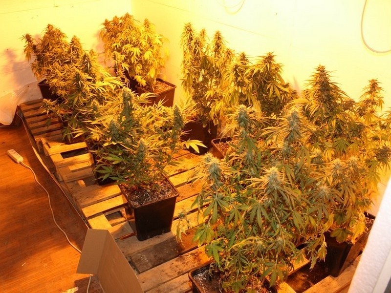 Policjanci zlikwidowali dwie plantacje marihuany w Nowym...