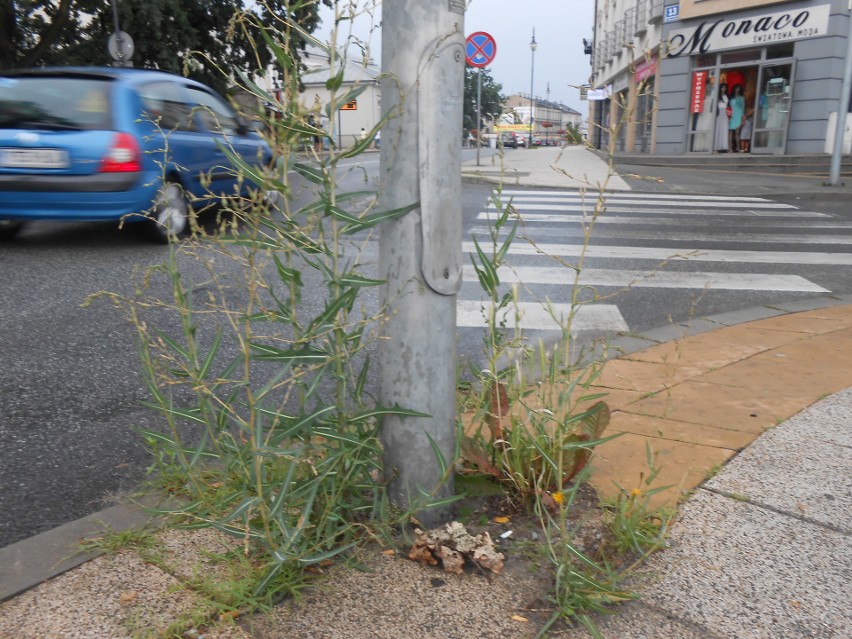 Ulica Malczewskiego: chwasty rosną na chodniku.Wyłożony korą...