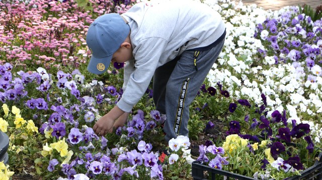 Mieszkańcy Grudziądza mogli wykopać sobie i przygarnąć wiosenne kwiaty z Ogrodu Botanicznego