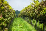 To nie Toskania ani Bordeaux, to Małopolska. W naszym regionie jest już ponad sto winnic