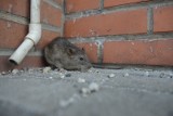 Szczurza plaga na Bielanach. Mieszkańcy działek św. Józefa są przerażeni liczbą, wielkością i aktywnością gryzoni