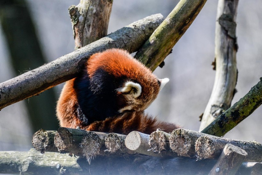 Gdański Ogród Zoologiczny