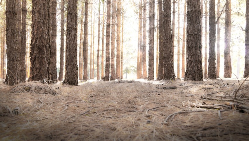 Las w Witkowicach nazywa się „polskim Blair Witch”. Jesienią...