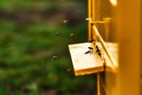 Wymarły miliony pszczół. Winne są mrozy i chemia 