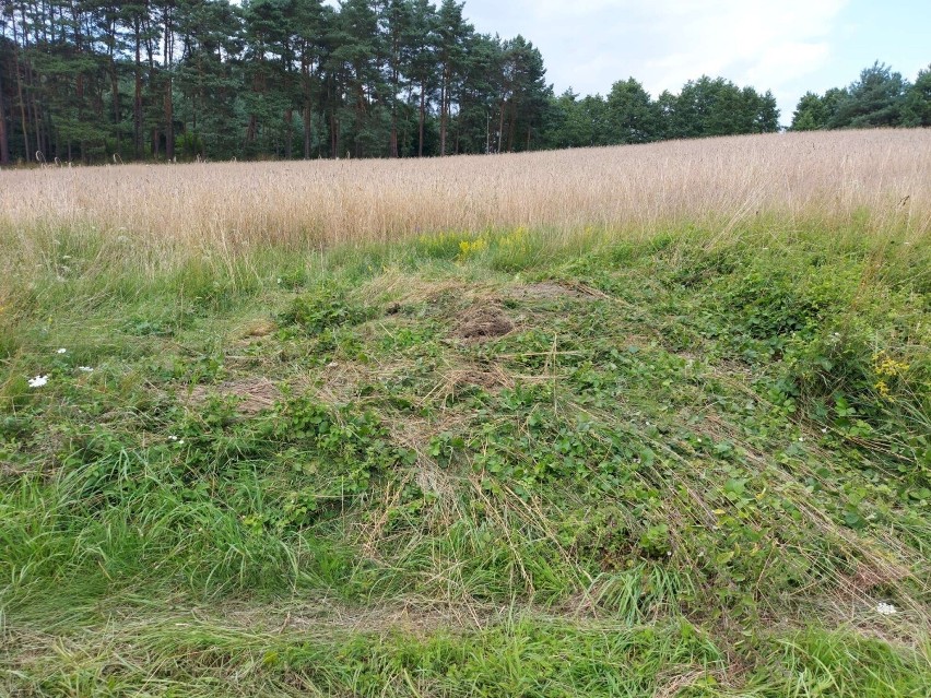 Quadowcy i crossowcy w Puszczy Noteckiej płoszą zwierzynę, niszczą uprawy rolne, zagrażają turystom i... są bezkarni