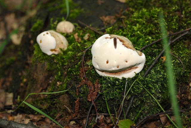 Oto najdziwniejsze grzyby świata! Nawet jeśli masz się za wytrawnego grzybiarza, możesz o nich nie wiedzieć. Niektóre z nich występują w Polsce. Zobacz najdziwniej wyglądające grzyby na kolejnych zdjęciach.