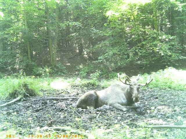 Samiec łosia sfotografowany w tym roku przez fotopułapkę w obwodzie łowieckim niedaleko Przytocznej.