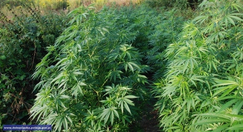 Zlikwidowali plantację marihuany. Mogły tam powstać narkotyki warte pół miliona złotych