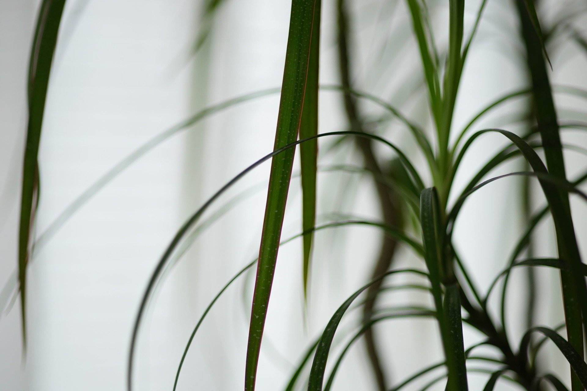 piardino glücksfeder Glücksfeder | Zamioculcas zamiifolia