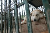 „Podaj łapę” dla psów ze schroniska w Krzesimowie